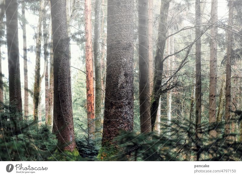 waldbad Wald Bäume Baumstamm Nebel Atmosphäre gesund Gesundheit Erholung Waldbaden ruhig Natur Umwelt Licht natürlich Stimmung Waldstimmung Stimmungsbild Ruhe