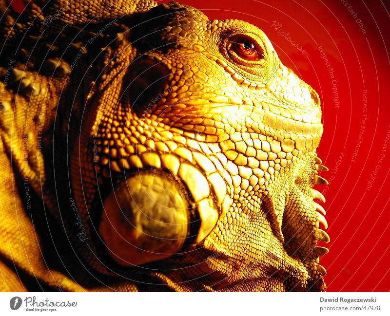 Tyraosaurus Iguanus Grüner Leguan Leguane rot Drache Dinosaurier Echsen Urzeit hehe