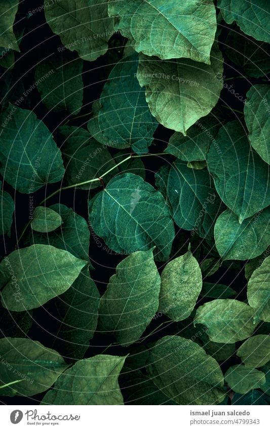 grüne Pflanzenblätter in der Natur im Frühling Blätter Blatt Garten geblümt natürlich Laubwerk Vegetation dekorativ Dekoration & Verzierung abstrakt texturiert
