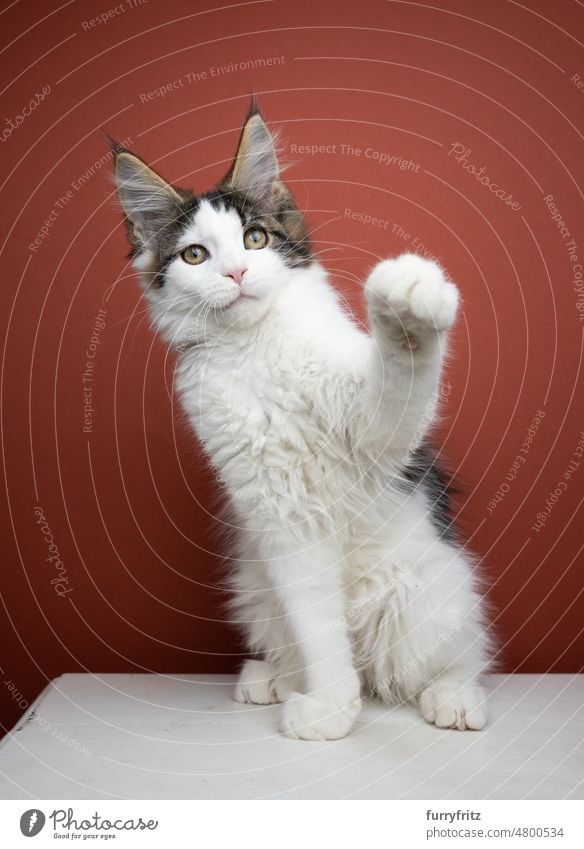 Junges Maine Coon Kätzchen verspielt Pfote heben Katze Haustiere Hauskatze fluffig Fell katzenhaft maine coon katze Langhaarige Katze Rassekatze Studioaufnahme