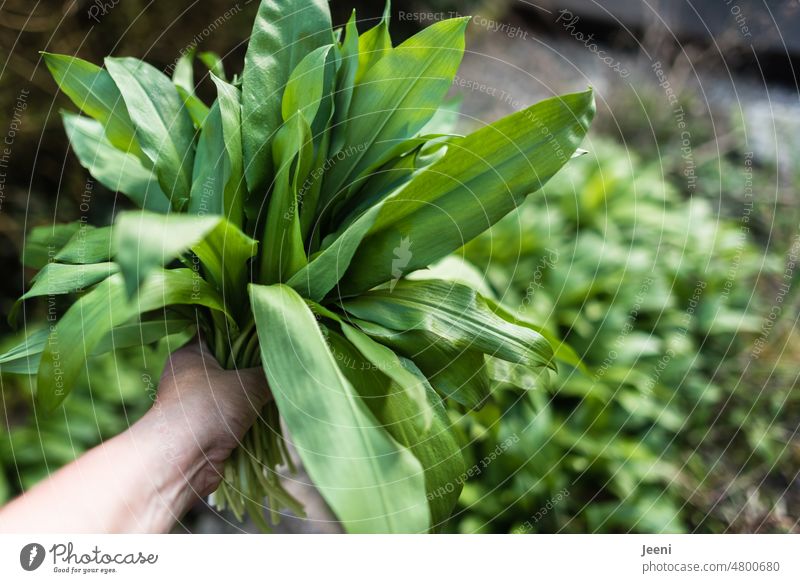 Eine Hand voll Bärlauch Ernte Pflanze grün Garten Gemüse Gemüsegarten frisch Bioprodukte organisch Vegetarier Gärtner Veganer Ernährung Lebensmittel Gewürz