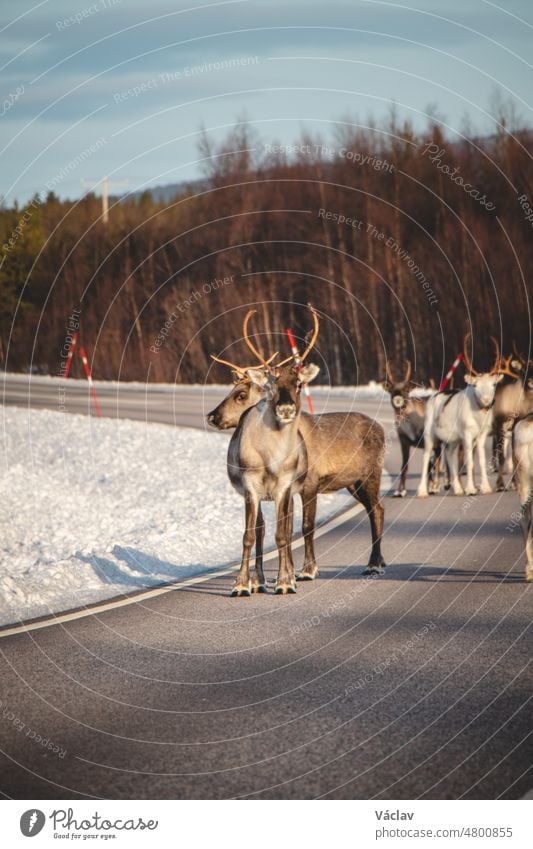 Magisches, kräftiges Rentier geht mit seinem Rudel eine Straße in Lappland, Finnland, entlang. Skandinavisches Tier. Niedliches Haustier vom Weihnachtsmann. Rangifer tarandus