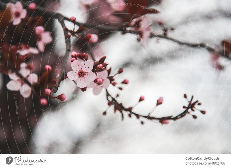 Rosa Kirschblüte im Frühling frisch geblümt Flora Botanik im Freien Nahaufnahme natürlich Baum Blume Ast Natur Blüte Kirsche rosa Blütezeit Pflanze Schönheit