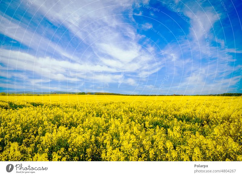 Gelbe Blüten auf einem Rapsfeld schließen landwirtschaftlich natürlich gelber Raps Blauer Himmel Industrie Landwirtschaft Ölsaat Überstrahlung hell Wachstum
