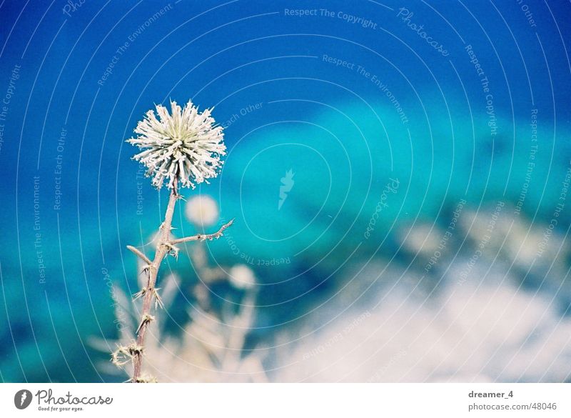 Leben ab Abgrund Meer Blume Am Rand Sommer Griechenland Physik trocken blau Wärme