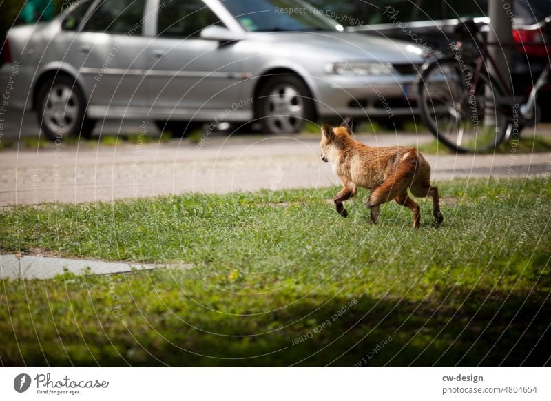 Tier - Fuchs Berlin Hansaplatz Außenaufnahme