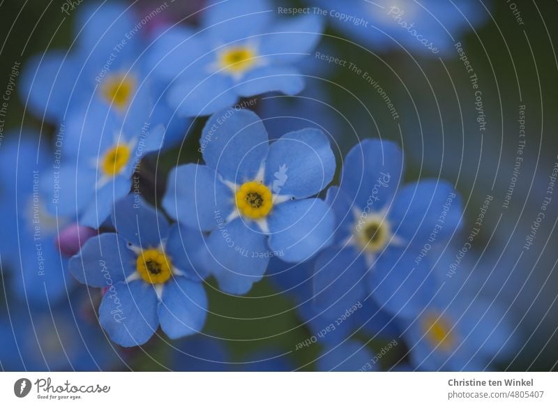 Vergissmeinnicht Blühend Blume blau Blüte Myosotis Frühjahrsblüher romantisch schön Frühlingsgefühle Romantik Nahaufnahme Frühlingsblume Flora klein träumen