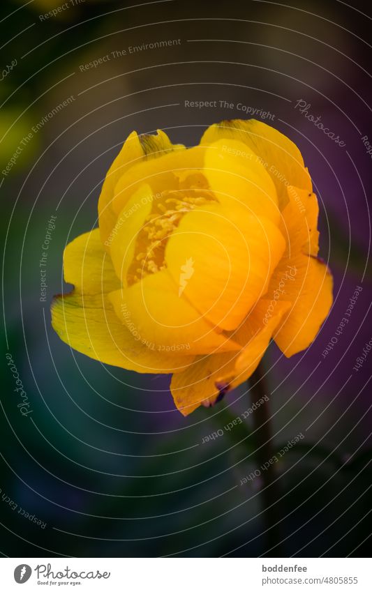 Nahaufnahme der Blüte einer gelben Trollblume vor unscharfem Hintergrund, Hochformat Mai einzelne Blüte Blume Frühling Pflanze Farbfoto Außenaufnahme