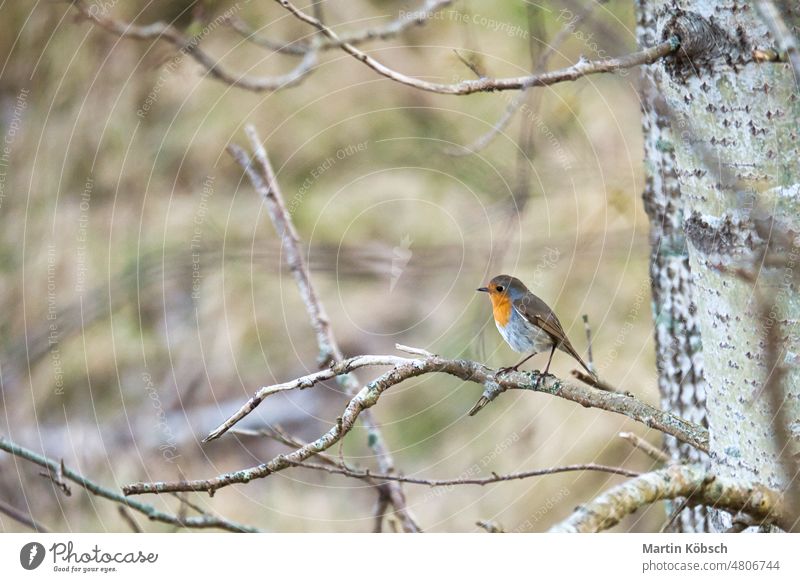Rotkehlchen auf einem Ast im Nationalpark Darß. Buntes Federkleid des kleinen Singvogels. baltisch bodden Vogel Gesang rot gelb orange Gefieder Rachen weiß