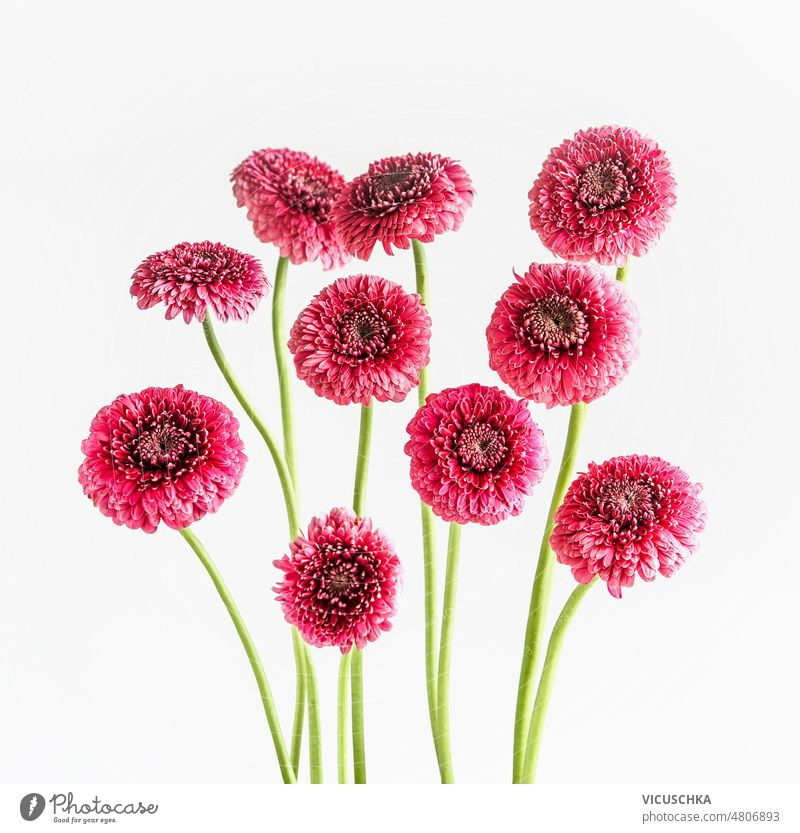 Gruppe von rosa Gerbera-Blüten auf weißem Hintergrund. Menschengruppe weißer Hintergrund geblümt Einstellung Vorderansicht schön Blütezeit Überstrahlung