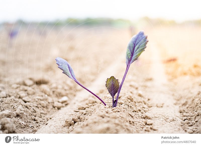 Junges Gemüse auf dem Acker Feld Kohl Ernte Bio Lebensmittel frisch Ernährung grün lecker Bioprodukte Gesundheit Vegetarische Ernährung Essen Nahaufnahme gesund