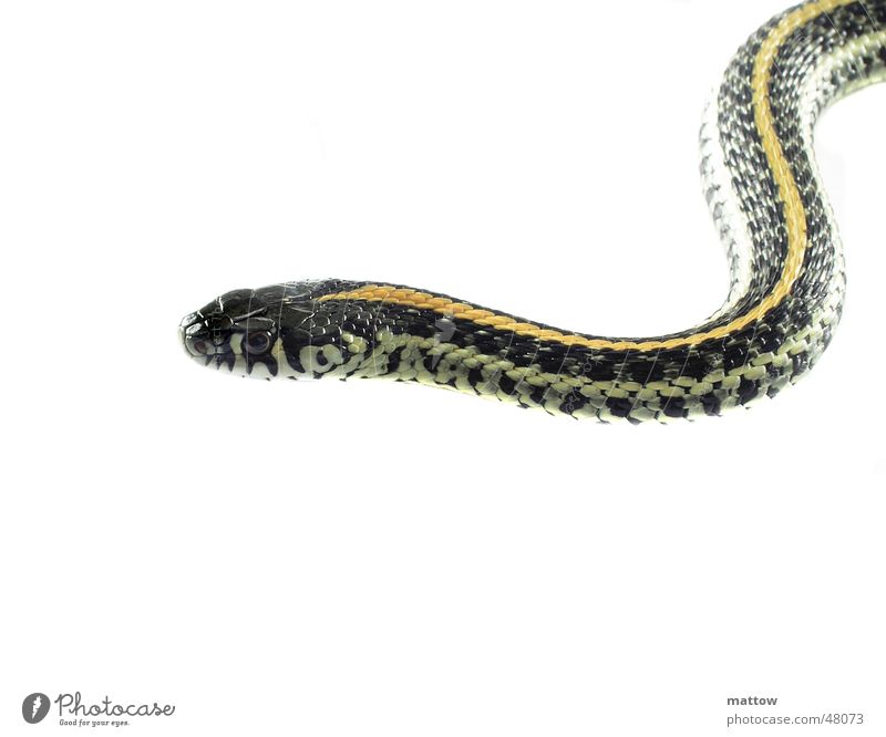 Schlangenlinie Reptil weiß Hintergrundbild Scheune Auge snake