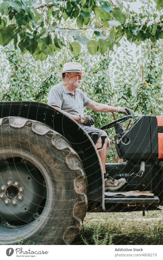 Älterer Mann fährt Traktor auf einem Bauernhof Laufwerk Obstgarten Landwirt Sommer Baum Ackerbau Arbeit Landschaft männlich älter Senior gealtert Schonung