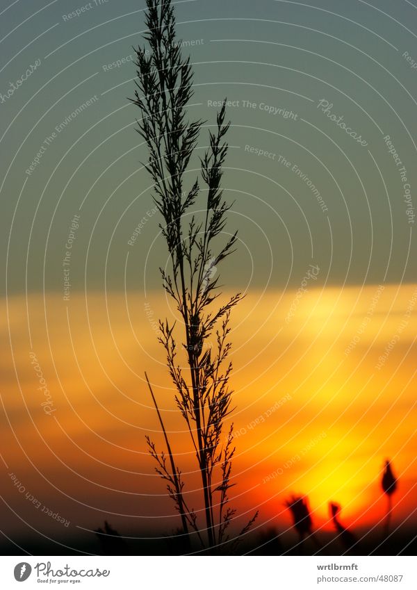 Der Letzte Grashalm Halm Pflanze Sonnenuntergang Wolken rot gelb grau schwarz Wiese Herbst Oktober Stengel Gegenlicht Farbübergang Farbverlauf Zweig Himmel