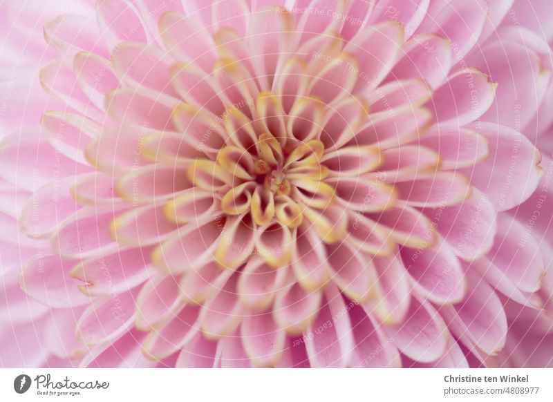 filigran | rosafarbene Blütenblätter einer Pompondahlie ganz nah rosa Blütenblätter symmetrisch Blume Natur Hintergrund Blütezeit Schönheit romantisch Flora