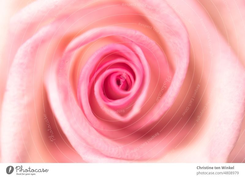 filigran | Rosenblüte Blütenblätter rosa Blütenblätter Blume Natur Hintergrund Blütezeit Schönheit romantisch Flora dekorativ zierlich Nahaufnahme Blüte