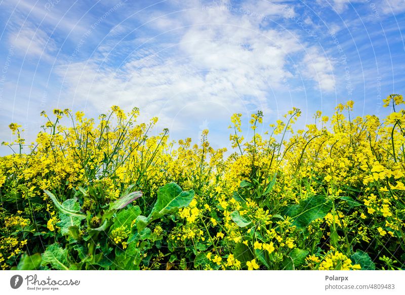 Gelbe Rapsblüten ragen in den Himmel Nahaufnahme gold Makro Gras Grasland Rapsfeld Wachstum farbenfroh Cloud natürlich Samen Industrie Sonne Land im Freien