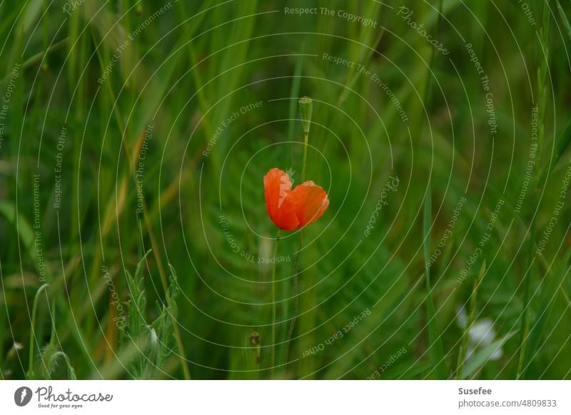 Eine Mohnblüte, die wie ein Herz aussieht und scheinbar allein auf einer Wiese steht Blume Natur Pflanze Rot Grun Gras Allein Einsam Schön Liebe Feld Umwelt