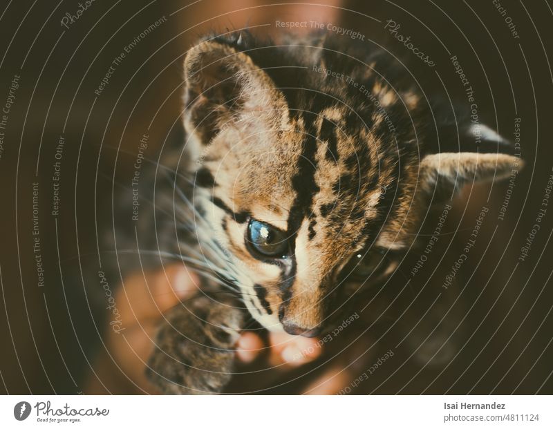 Nahaufnahme eines kleinen Leopardus wiedii, Porträt eines niedlichen Margay-Kätzchens. Porträt einer mittelamerikanischen Marge Margeritenbaby bezaubernd