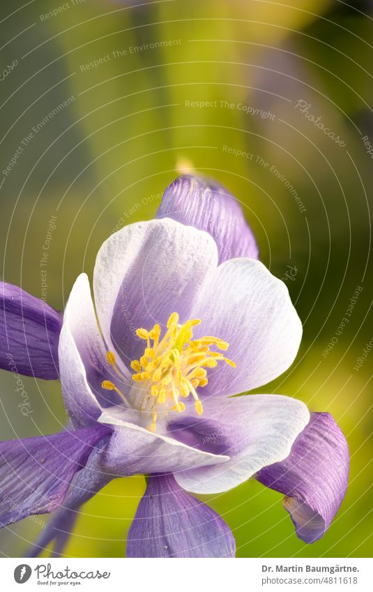 Blüte der Aquilegia, Akelei, großblumige Gartenform Sorte blühen einheimisch winterhart Hahnenfußgewächse Ranunculaceae Hybride Auslese mehrjährig Staude