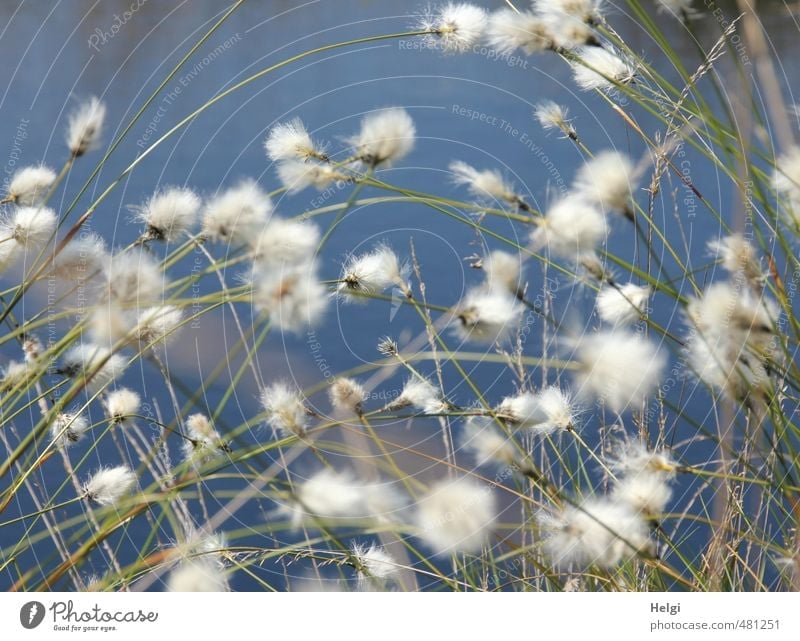 Wollgras-Wirrwarr... Umwelt Natur Pflanze Wasser Frühling Schönes Wetter Gras Blüte Wildpflanze Moor Sumpf Blühend Wachstum authentisch natürlich blau braun