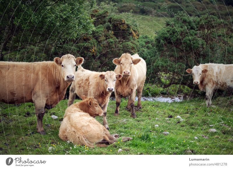 da schau her Umwelt Wiese Tier Nutztier Kuh Tiergruppe Herde Tierfamilie beobachten liegen Blick stehen frei Gesundheit Zusammensein einzigartig nachhaltig