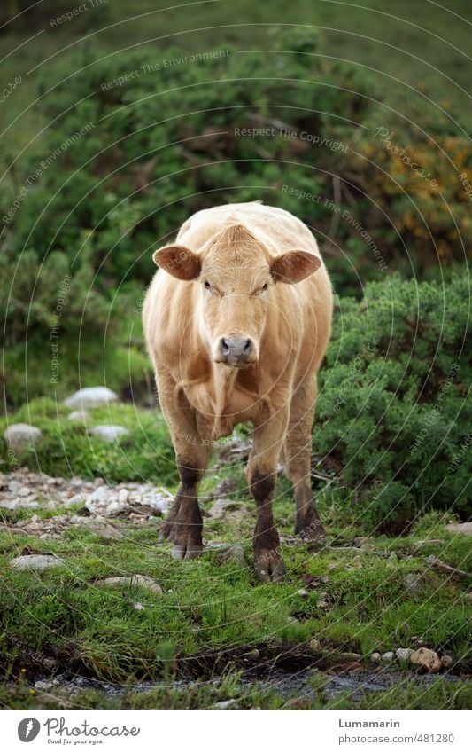 Tier | staring contest Umwelt Landschaft Sträucher Nutztier Kuh Rind 1 Blick stehen warten frei Gesundheit einzigartig nah natürlich schön wild nachhaltig