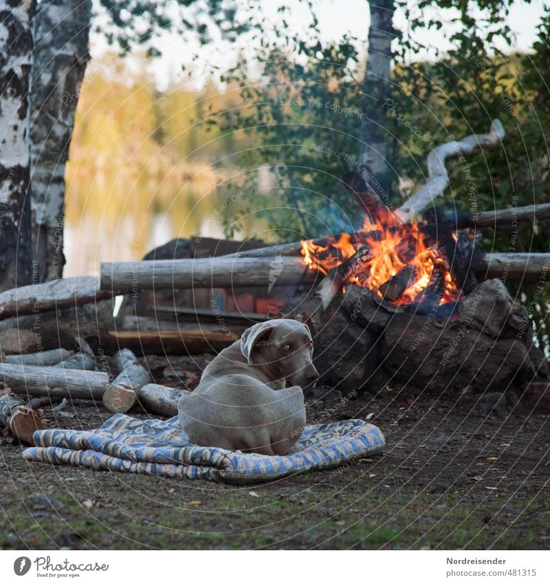 Komm ans Feuer.... Abenteuer Freiheit Natur Baum Seeufer Tier Hund beobachten Erholung genießen natürlich Zufriedenheit Vertrauen Geborgenheit loyal