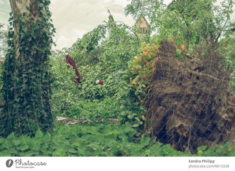 Umgestürzter Baum zerstört einen Biergarten Tornado Zerstörung Sonnenschirme kaputt Klima Unwetter Sturm Umwelt Klimawandel Außenaufnahme Wetter Wind