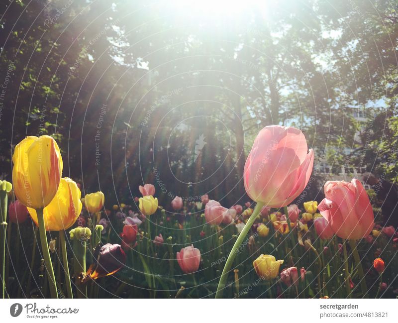 [UrbanNature HB] geblendet Tulpenfeld Sonne sonnig positiv Sonnenschein Farbfoto Frühling Blume Außenaufnahme Pflanze Blüte Tulpenblüte Menschenleer Blühend