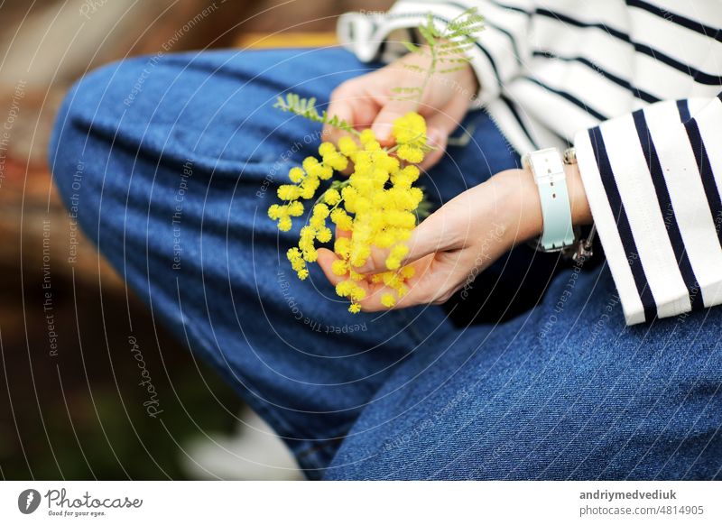 Close-up Hand des jungen Mädchens oder Frau hält gelbe Brunch von Mimosenblüten im Freien. 8 März Frauentag Konzept. kopieren Raum Frühling Beteiligung geblümt