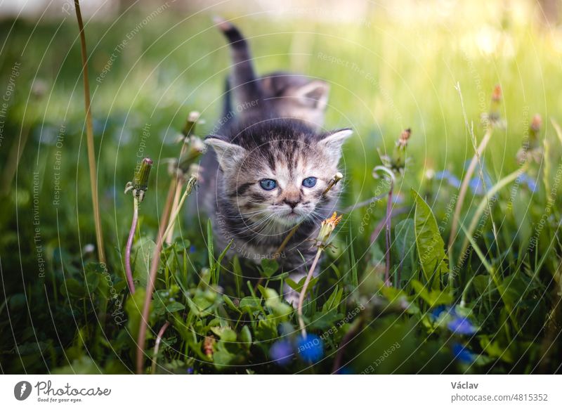 Wütende neugeborene schwarz-grau getigerte Katze, die im Garten im höheren Gras neue Schönheiten entdeckt und Aufmerksamkeit fordert. Brüllen. Sonnenuntergang mit einem Kätzchen. Vintage-Stil
