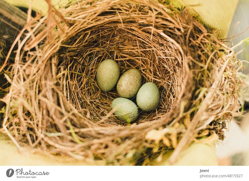 Vier kleine Eier im Nest einer Amsel Nestbau Vogel Familie Familienglück Tier Natur Umwelt natürlich grün behüten Nistplatz nisten bauen Familienplanung