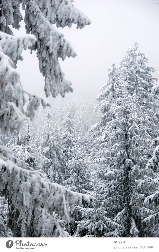 Winterwald Schnee Wetter Schönes Wetter Nebel Eis Frost Schneefall Baum Wald kalt grau Winterstimmung Schneelandschaft Baumkrone Tanne Ochsenkopf Frankenwald