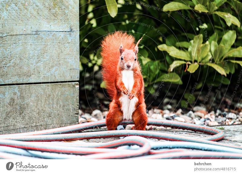 ich steh…ähm sitz sowas von aufm schlauch Tiergesicht Tierporträt Farbfoto Tierliebe niedlich Eichhörnchen beobachten Neugier Außenaufnahme Menschenleer Garten