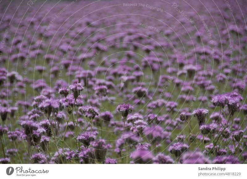 Blütenvolle lilafarbene Distelwiese Blume Natur violett Pflanze schön Blühend Farbfoto Garten Frühling Schwache Tiefenschärfe Nahaufnahme Unschärfe