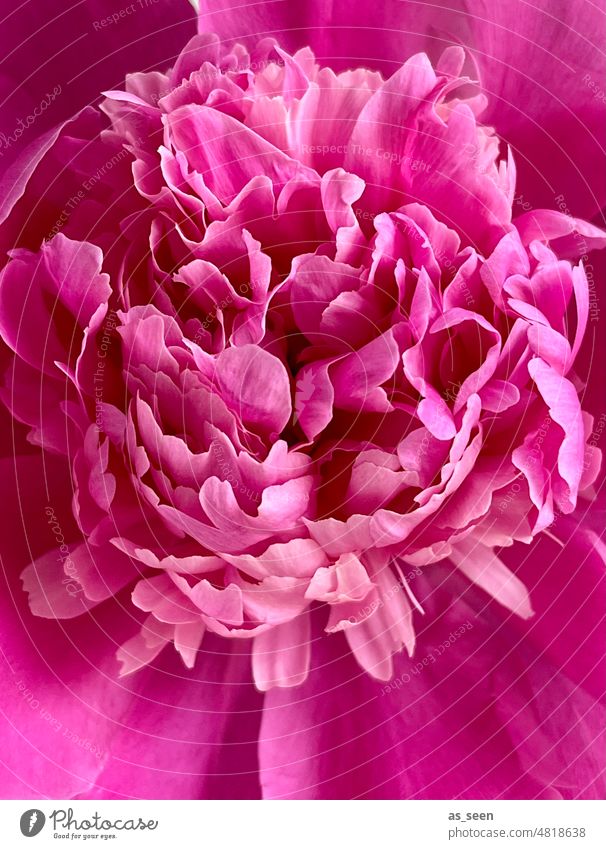 Pfingstrose pink Blüte Blume rosa schön Farbfoto Blühend Nahaufnahme Frühling Garten natürlich Blütenblatt Außenaufnahme ästhetisch Makroaufnahme Detailaufnahme