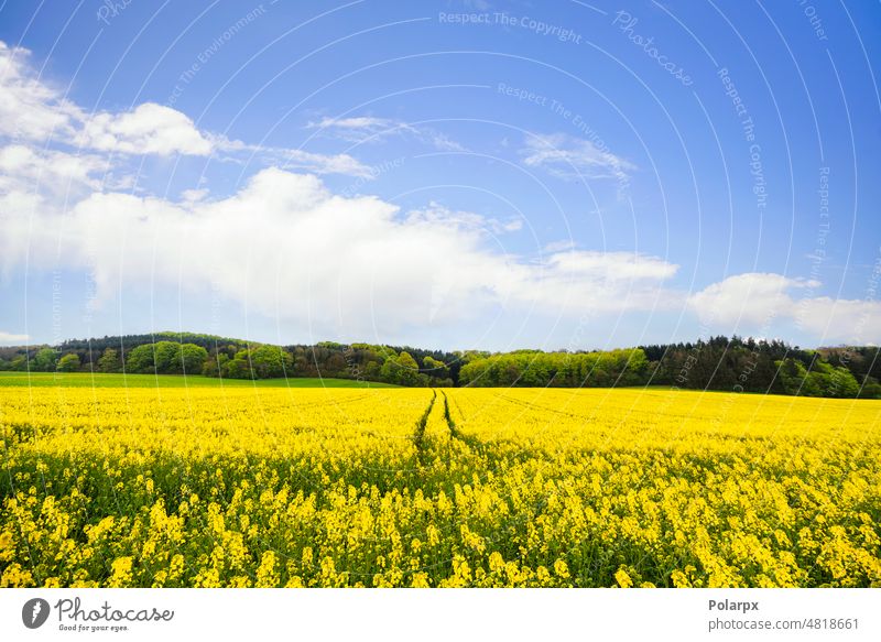 Gelbes Rapsfeld mit Reifenspuren landwirtschaftlich sonnig Ernte Sonne Land organisch im Freien Überstrahlung napus Vergewaltigung Saison Horizont Blauer Himmel