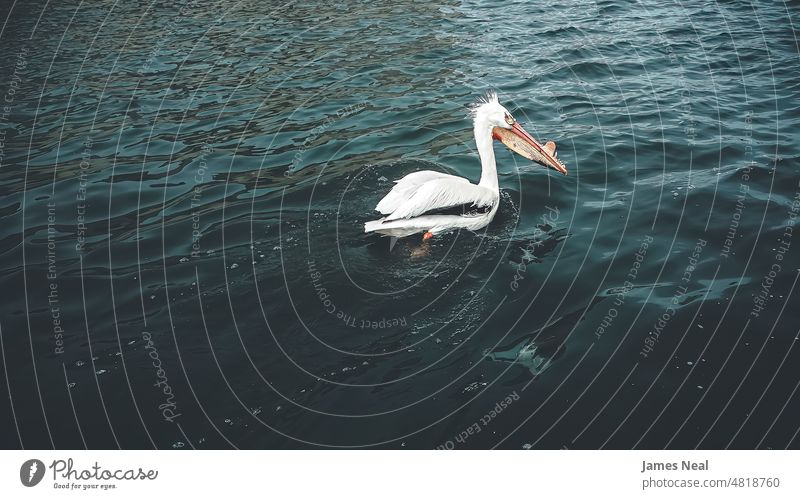 Ein Pelikan schwimmt im Frühlingsfluss Schwarm natürlich Farbe pelecanus Natur Wasser Tag Rechnung See Hintergrund fließend Tier Sommer Dröhnen Schwimmsport
