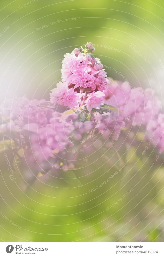 Frühling rosa grün lila blühen Duft Blüte duften