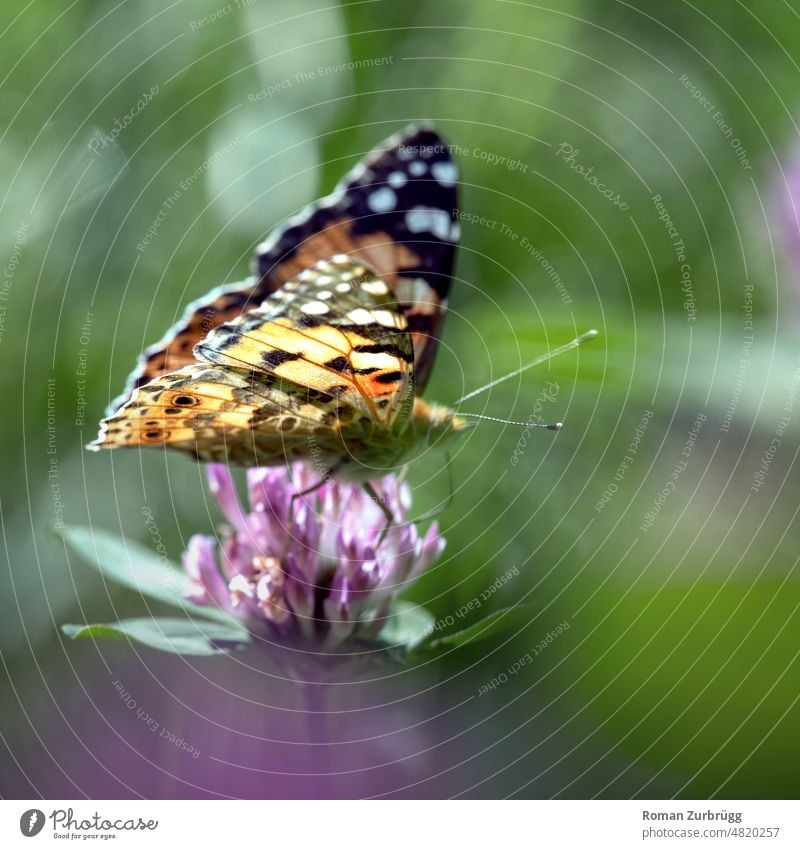 Schmetterling trinkt Nektar auf Kleeblüte trinken Natur flora fauna Frühling Insekten Nahaufnahme Makroaufnahme Umwelt Gegenlicht Schwache Tiefenschärfe