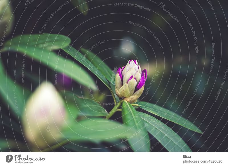 [hansa BER 2022] Sich langsam öffnende lila Blüte eines Rhododendrons Pflanze Blume Blüten Strauch grün Natur blüten Garten Frühling blühen violett Flora Knospe