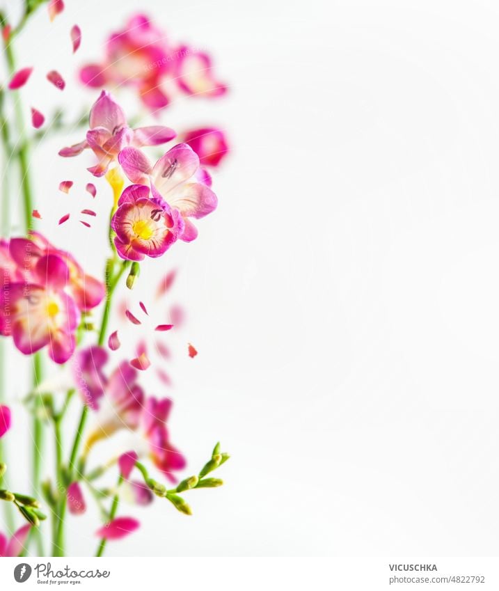 Rosa Blüten mit grünen Stielen vor weißem Hintergrund. rosa Stängel geblümt Natur