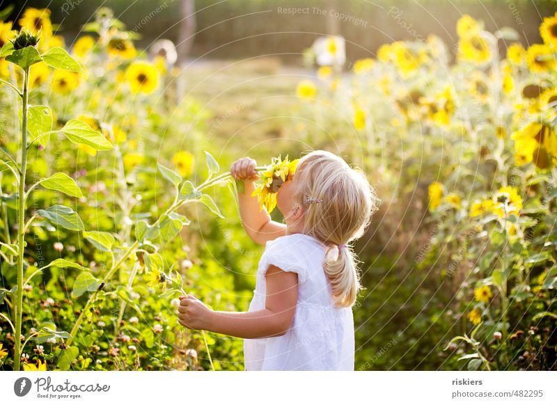 sonnenblumenkind Mensch feminin Kind Mädchen Kindheit 1 3-8 Jahre Umwelt Natur Landschaft Pflanze Sonnenaufgang Sonnenuntergang Sonnenlicht Sommer Herbst