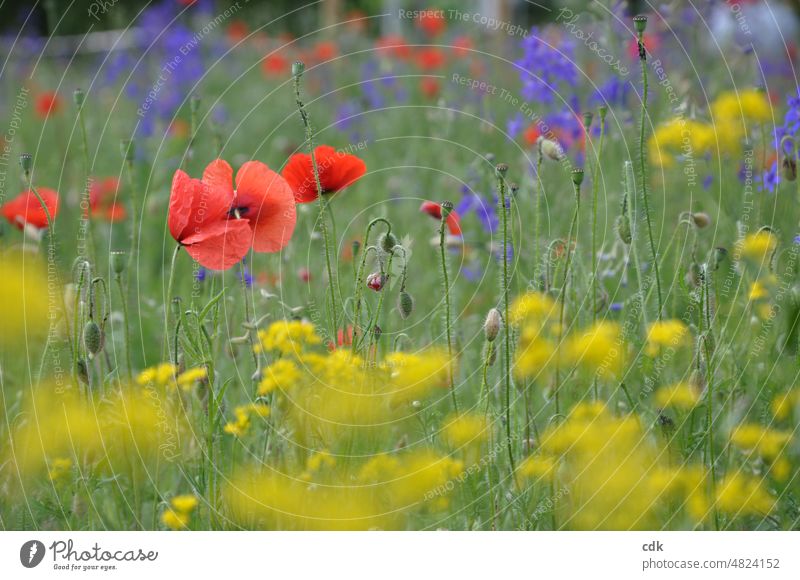 leuchtend bunte Sommerwiese | gelb, rot, blau, grün. Wiese violett Gras Gräser farbig kräftig Nahaufnahme Tageslicht Schärfe Unschärfe Mohn Klatschmohn