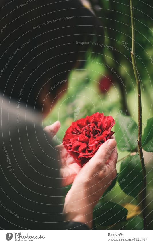 Frau betrachtet eine Rose im Garten Blume betrachten Schönheit Fröhlichkeit wunderschön Naturliebe Sommer Pflanze Blühend rot