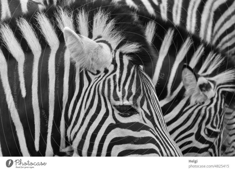 Zebrastreifen II Tier Wildtier gestreift schwarz weiß Detailaufnahme Nahaufnahme Zoo Streifen Muster Fell Säugetier Außenaufnahme Kontrast Menschenleer Mähne