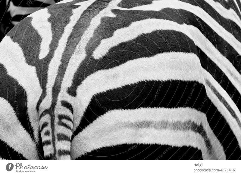Zebrastreifen | UT Frühlingslandluft Tier Detailaufnahme Muster Struktur schwarz weiß gemustert Fell Schwanz Zoo Streifen gestreift Wildtier Außenaufnahme