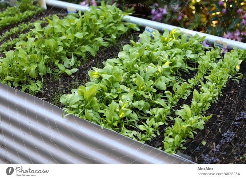 Junge Salatpflanzen in Reihen in einem Wellblech- Hochbeet Pflanzen Kräuter Küchenkräuter Saatreihe Aussaat Kräuter & Gewürze grün frisch Natur Nahaufnahme