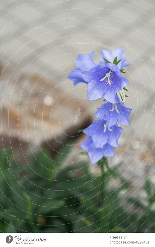 Blaue Glockenblume am Wegrand mit unscharfen Steinen im Hintergrund Blume Blüte Pflanze Natur Sommer Nahaufnahme Schwache Tiefenschärfe Blühend Farbfoto